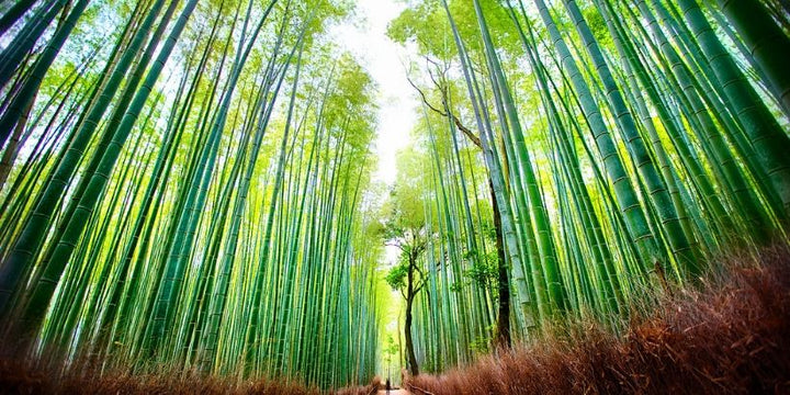 How Bamboo Can Help In Climate Change Mitigation?