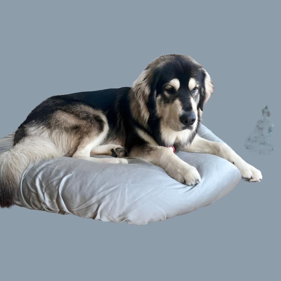 Best dog bedding